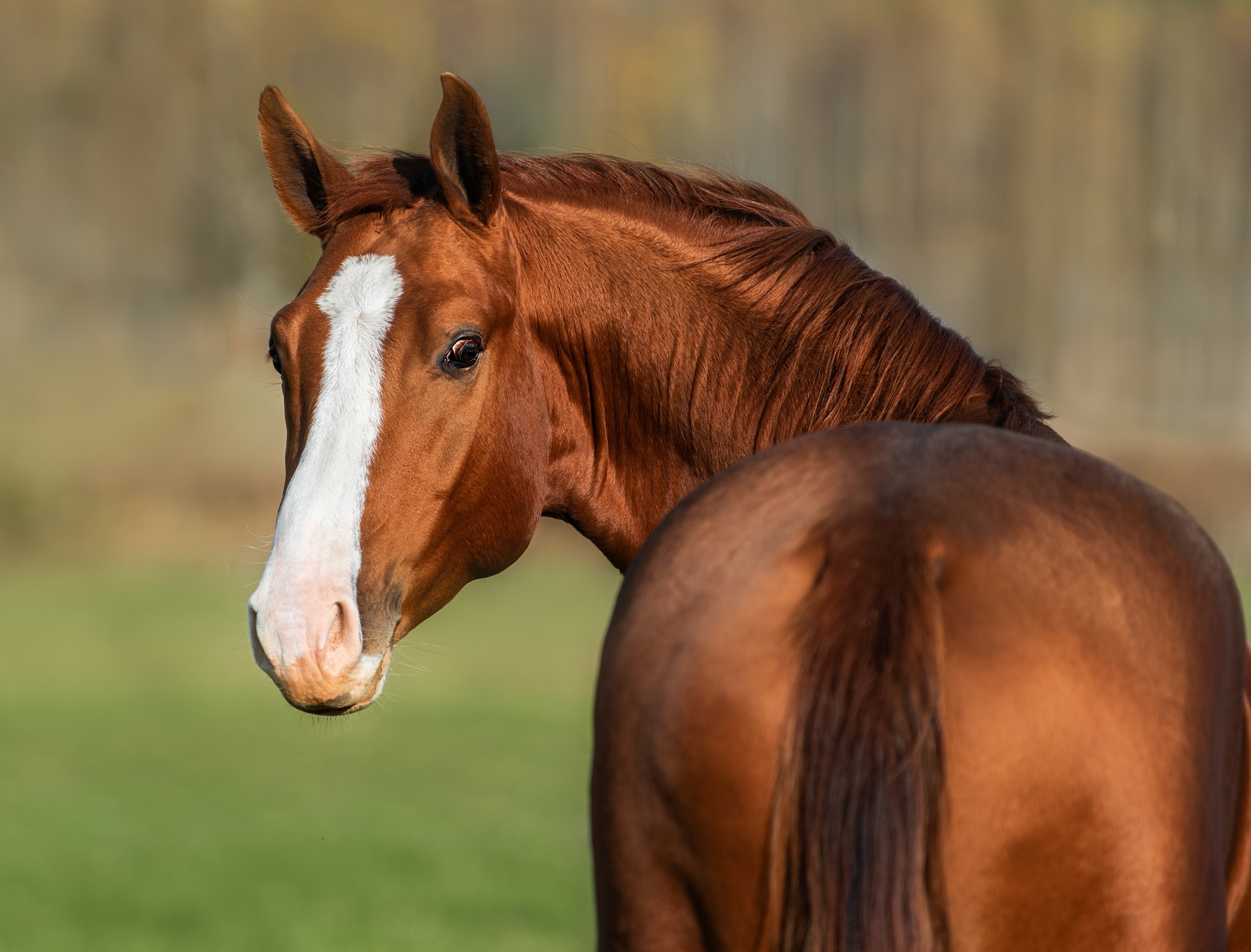 Equine Services