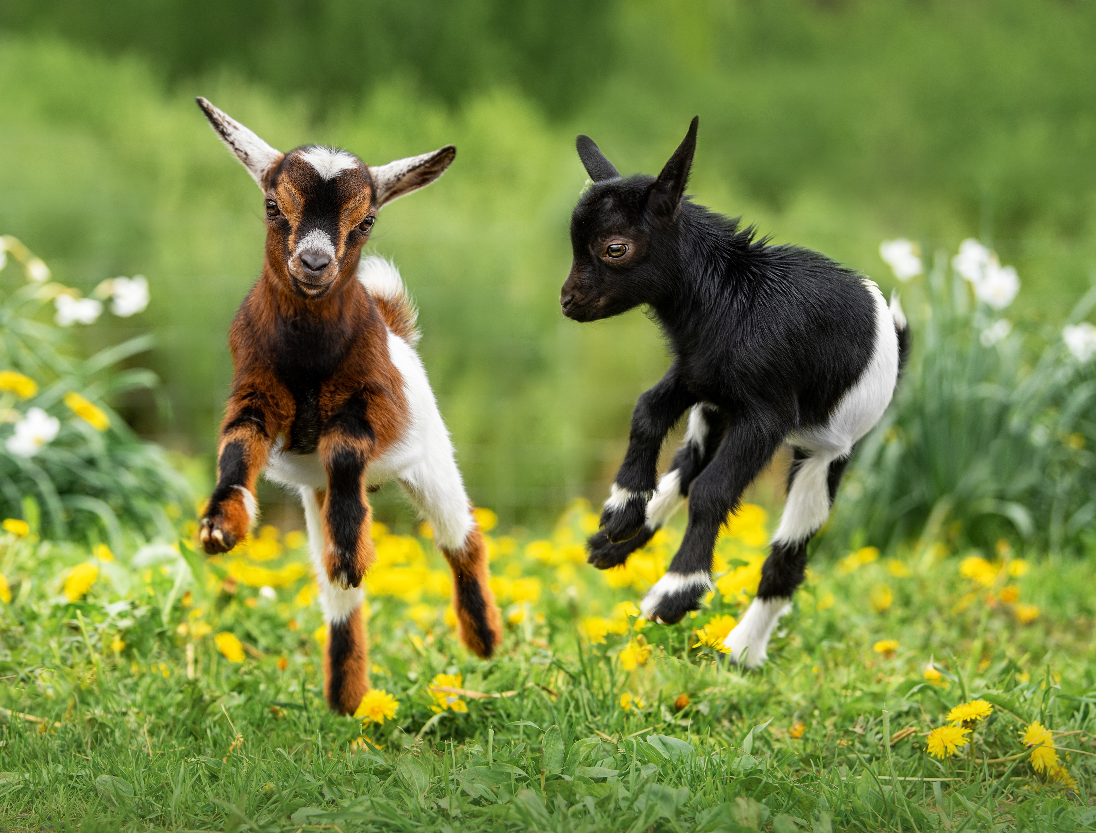 Small Ruminants